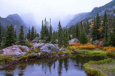 Saturated Forest