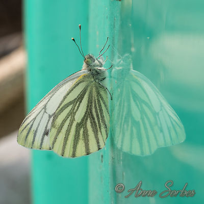 Pieris napi