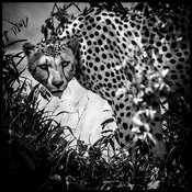 Guépard caché dans les hautes herbes © Laurent Baheux