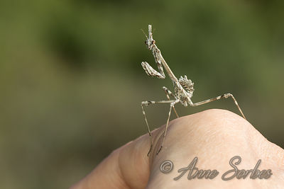 Empusa pennata