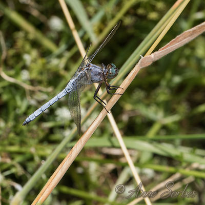 Orthetrum coerulescens