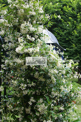 Trachelospermum jasminoides (jasmin étoilé, faux jasmin). Oleaceae. Grimpante à feuillage persistant. Floraison mai