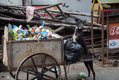 A stray dog near a trash cart in Shyambazar, Kolkata, India.