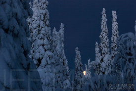 Full moon behind trees