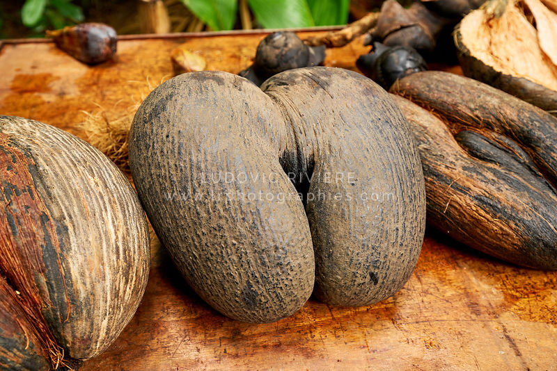 Le fameux et célèbre Coco de Mer . Réserve naturelle de la Vallée de Mai à Praslin. Les Seychelles.