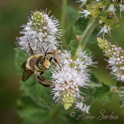 Megachile sp.