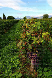 Vineyards in Concepción valley, Tarija Department, Bolivia