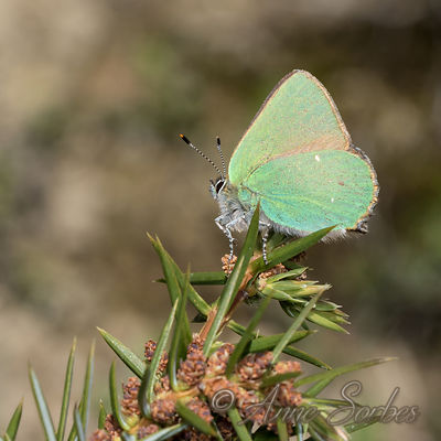 Callophrys rubi
