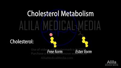 Métabolisme du cholestérol, animation en anglais