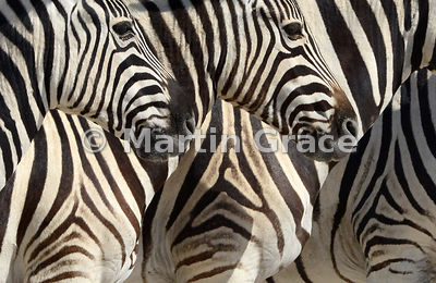 Plains Zebras, Etosha