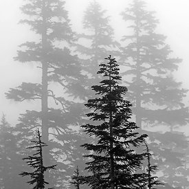 CONIFERS IN THE CLOUDS
