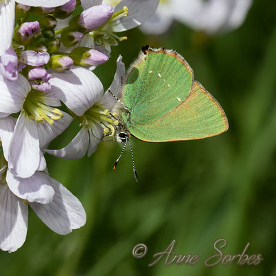 Callophrys rubi