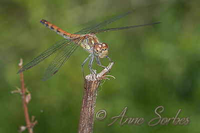 Sympetrum striolatum