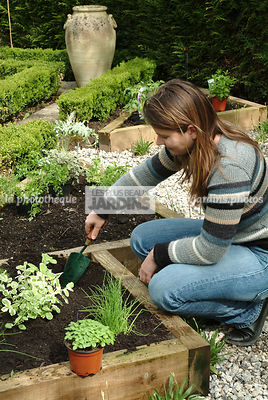 Plantation du basilic. Personne préparant un trou. Plantes aromatiques. Jardin