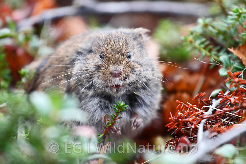 WildNature Tundra vole/Fjellmarkmus Norway