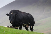 Powerful British Blue bull out on upland pasture in the Trough of Bowland, Lancashire, UK.