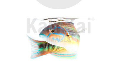 fish rencontres