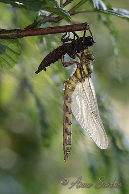 Cordulegaster boltonii