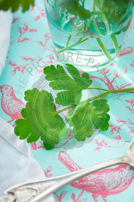 Parsley3