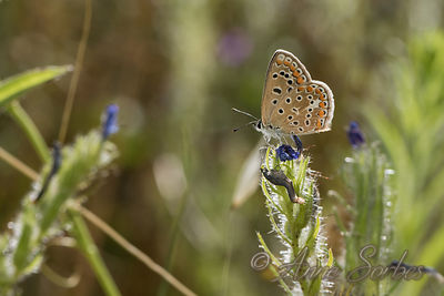 Polyommatus icarus