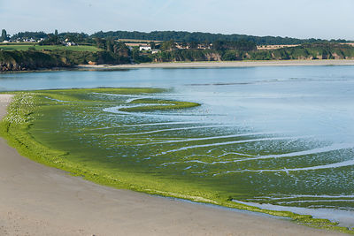 Marée d'algues vertes plage de St-Maurice et à l'embouchure du Gouessant, au loin les plages de Carrieux et La Granville, anse de Morieux, réserve naturelle de la baie de St-Brieuc.