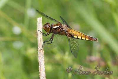 Libellula depressa