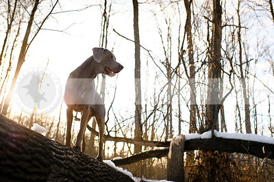 grey dog standing on log in cold winter sunshine