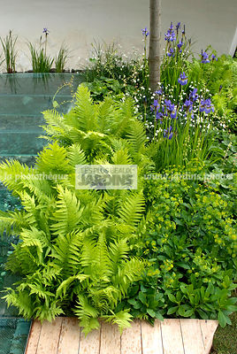 Massif à l'ombre : fougère, Iris sibirica (Iris de Sibérie). Jardin de ville, jardinet. Designer : Nicolas Dexter. Chelsea FS, Angleterre