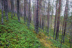 Tuoksuvalmuskan kasvupaikka rovaniemeläisessä kangasmetsässä.