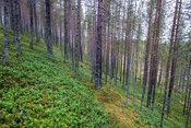 Tuoksuvalmuskan kasvupaikka rovaniemeläisessä kangasmetsässä.