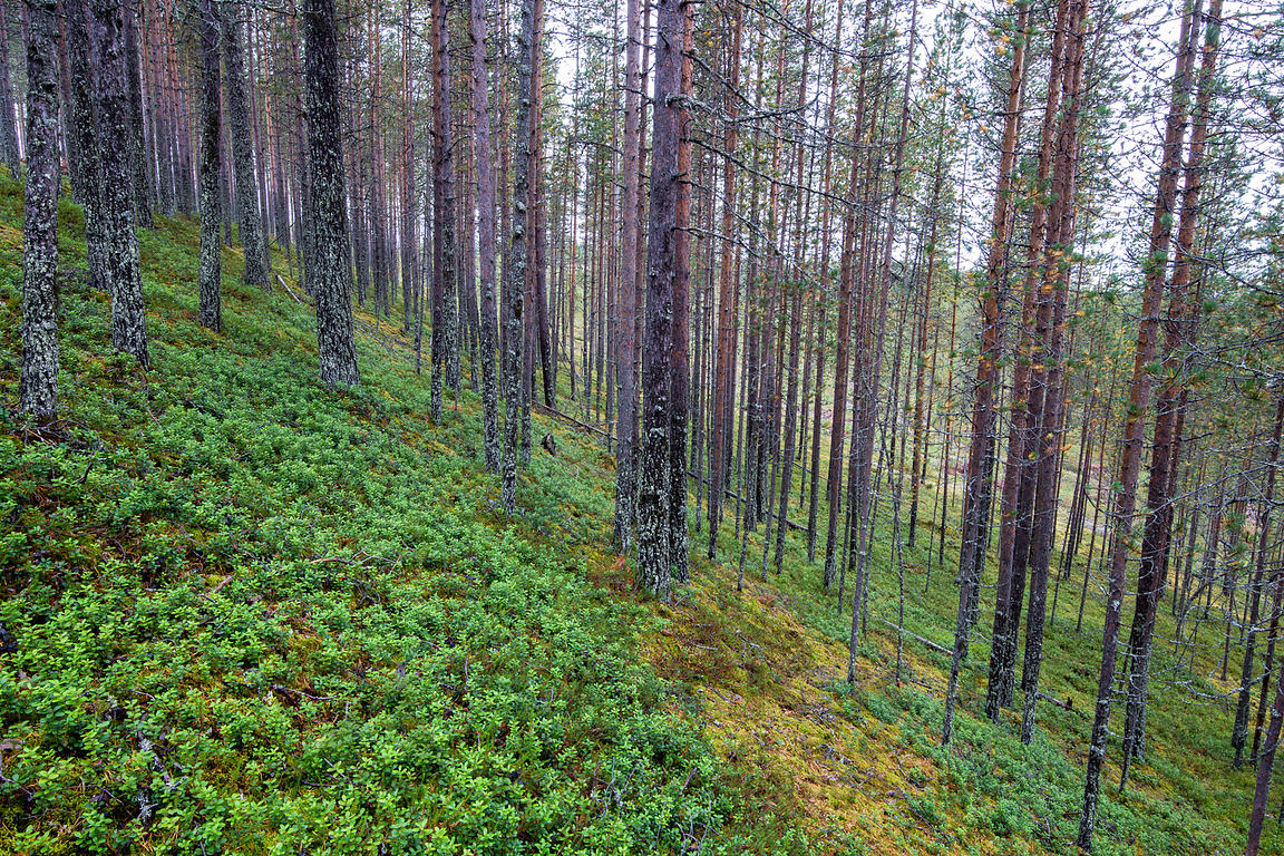 Tuoksuvalmuskan kasvupaikka rovaniemeläisessä kangasmetsässä.