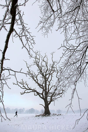 Castletown Estate, Celbridge, Co. Kildare, saturday..09.01.09.Pic. Maura Hickey/086 8541120.