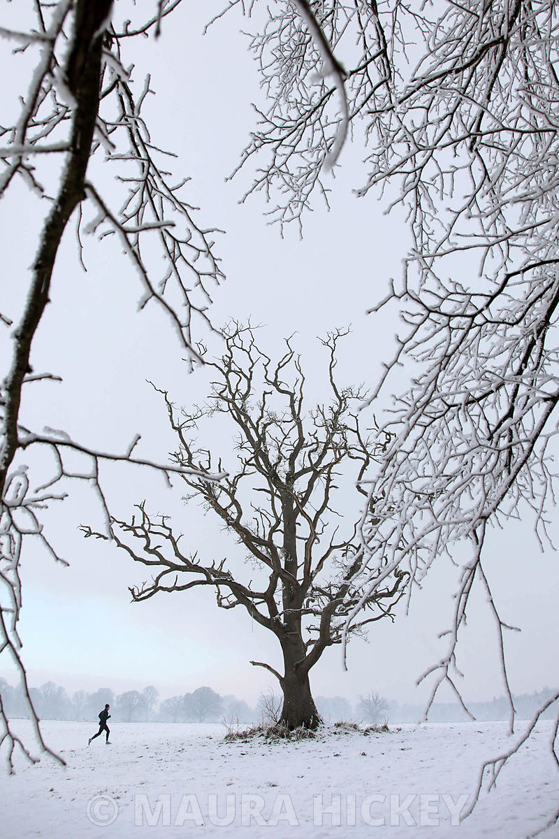 Castletown Estate, Celbridge, Co. Kildare, saturday..09.01.09.Pic. Maura Hickey/086 8541120.