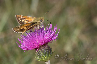 Hesperia comma