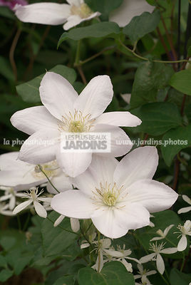 Clematis 'Mandshurica' (clématite)
