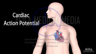 Cardiac action potential NARRATED animation part 1 - Pacemaker cells