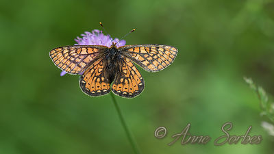 Euphydryas aurinia