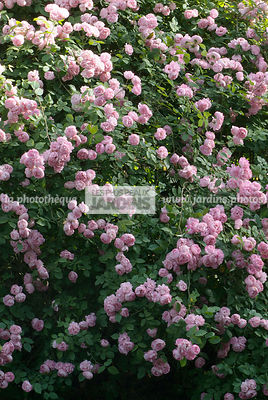 Rosa 'Raubritter' (Rose). Jardin d'Anne-Marie à Lardy. Essonne
