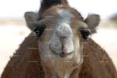 Camel
