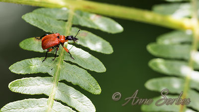 Apoderus coryli