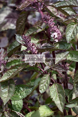Basilic anis (ocimum basilicum). Plante aromatique