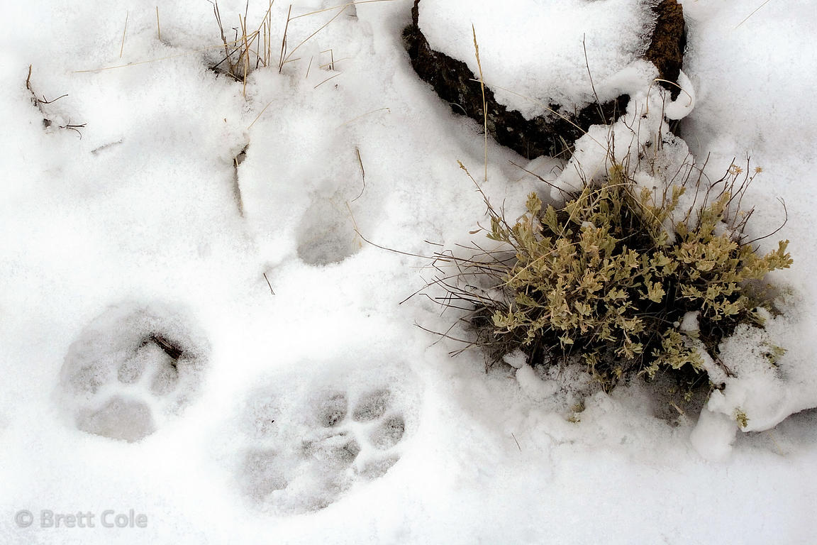 Brett Cole Photography Bobcat (Lynx rufus) tracks in snow, Lava Beds National Monument