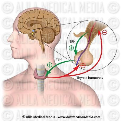 Rétroaction négative dans l'axe thyroïdien de l'hypophyse
