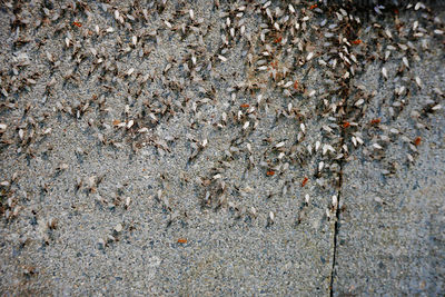 Winged ants gathering before the flight
