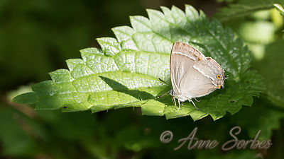 Neozephyrus quercus