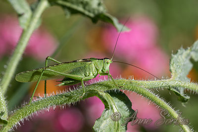 Tettigonia viridissima