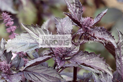 Basilic anis (ocimum basilicum). Plante aromatique