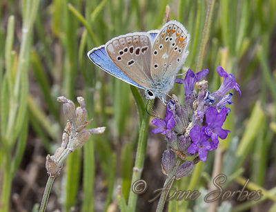 Polyommatus dorylas