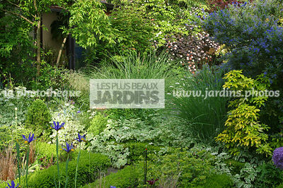 Massif, Ceanothus impressus Puget Blue, Philadelphus coronarius Aureus, Carex pendula, Aegopodium podagraria Variegata, Iris de Hollande, Physocarpus, Acer tatarica ssp. ginnala, Jardin MAP, Essonne France..