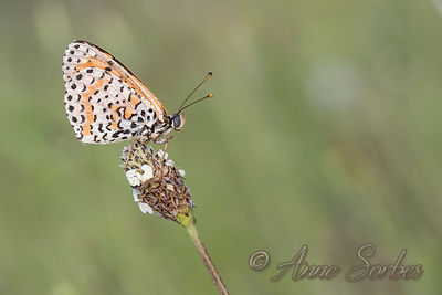 Melitaea didyma